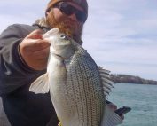 white bass