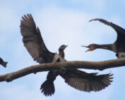 Double-Crested Cormorants