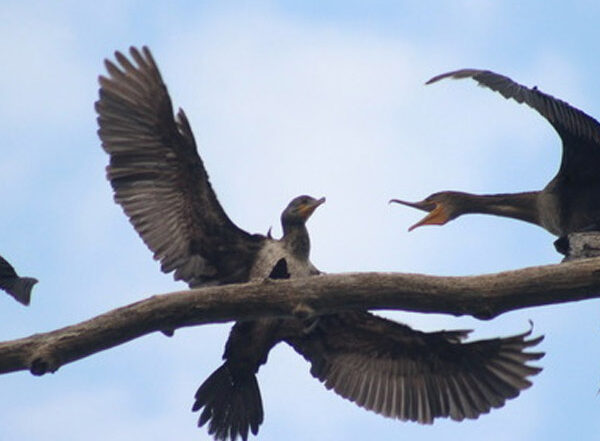 Double-Crested Cormorants