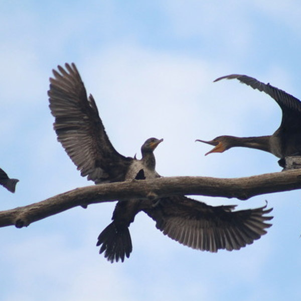 Double-Crested Cormorants